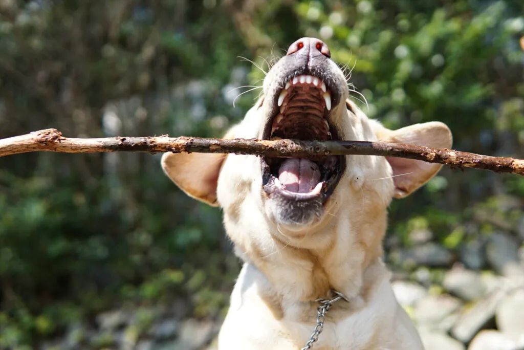開口している犬の画像
