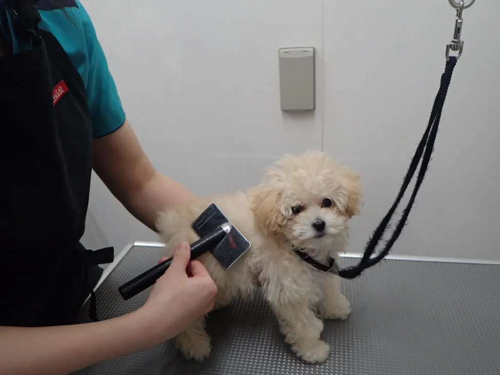 トリミングしている子犬の画像