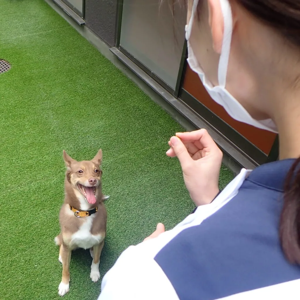 犬にトレーニングをしている画像