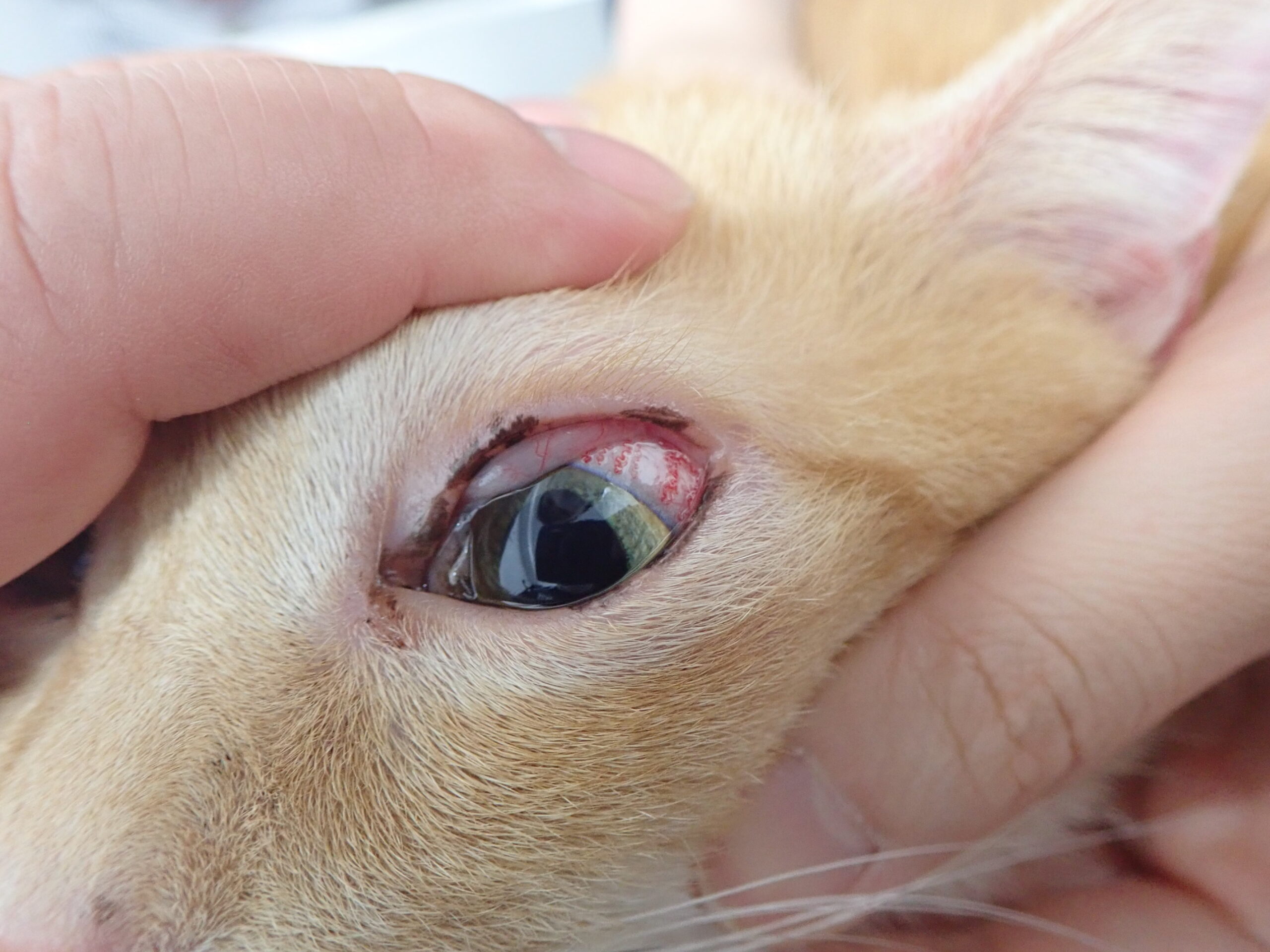 猫 目やに 茶色