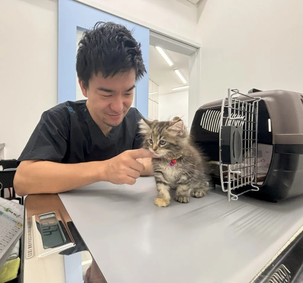 猫を撫でている獣医師の画像