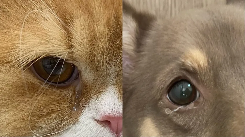 目やにが出ている犬と猫の画像