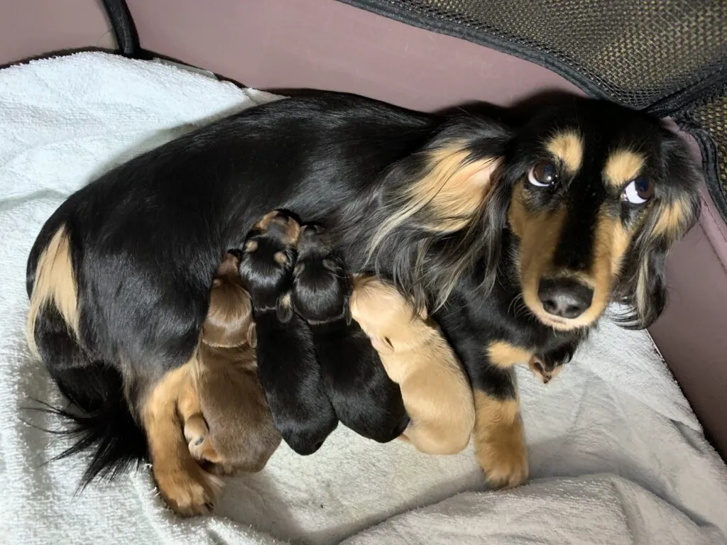 子育てをしている犬の画像