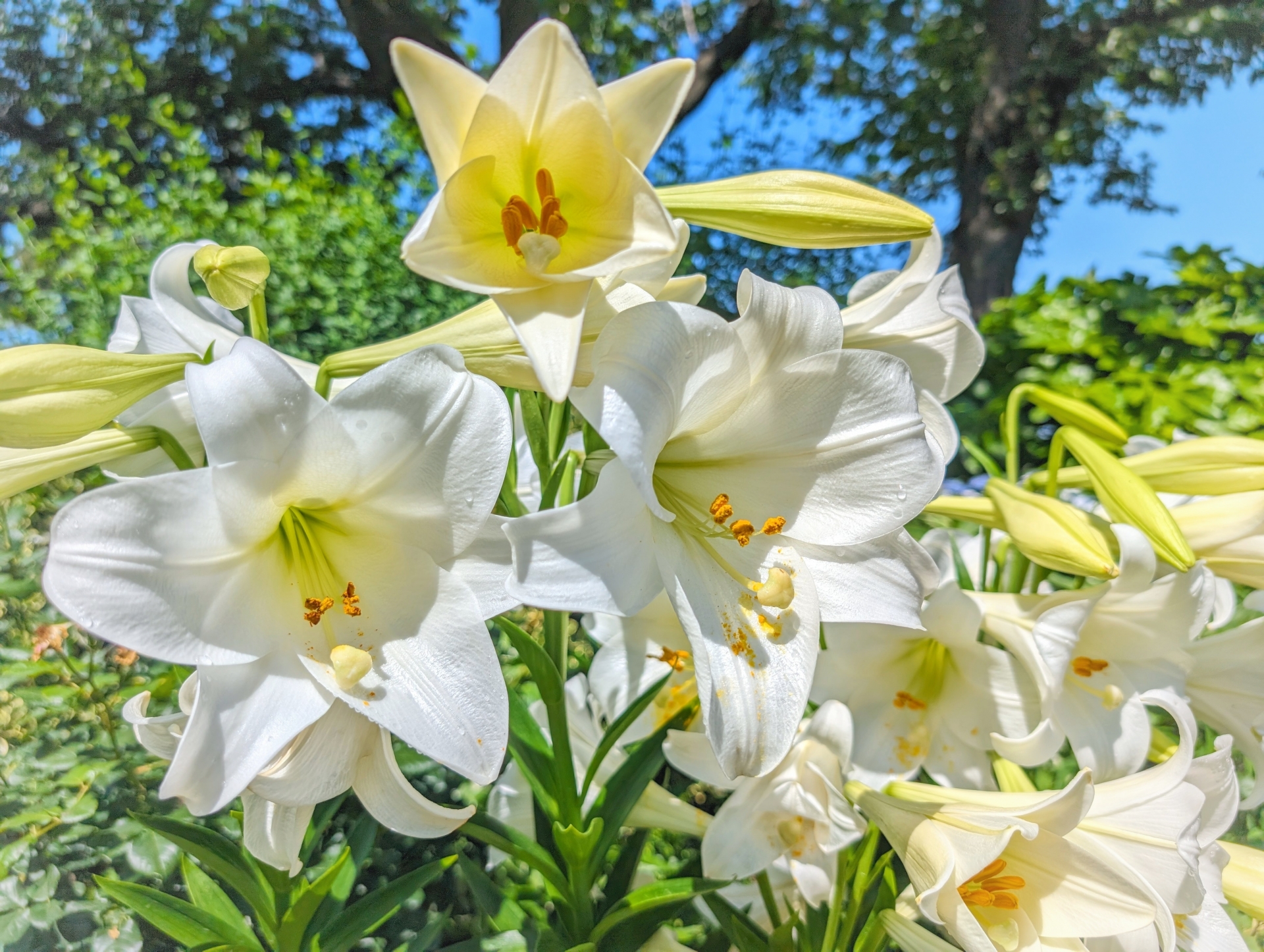 百合 の 花