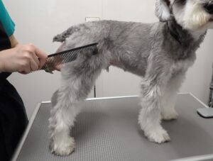 コーミングされている犬