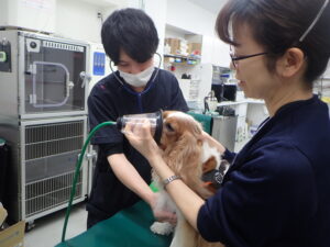 入院動物をモニタリングしている様子