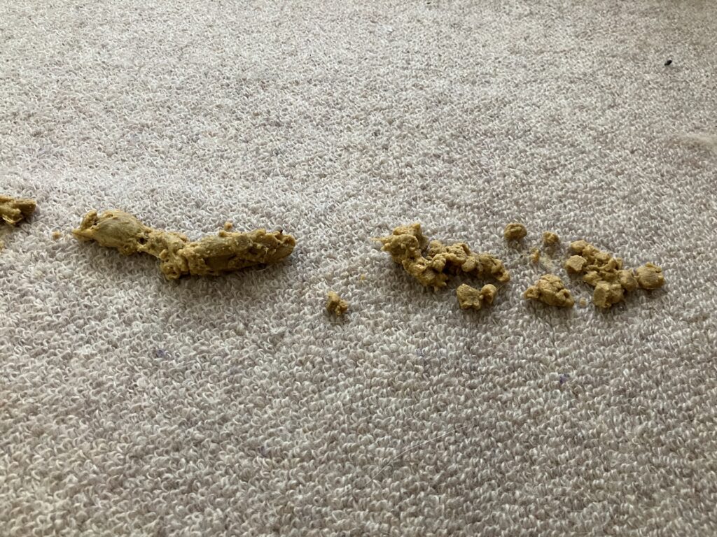 吐瀉物