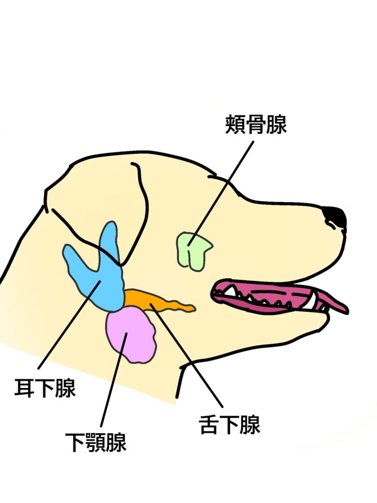 唾液腺模式図
