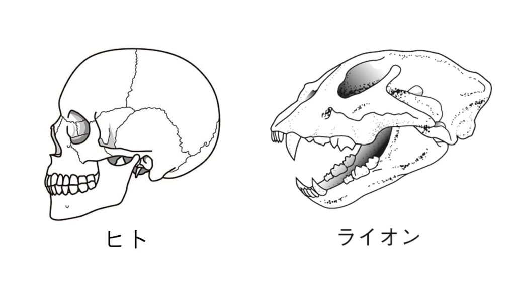 歯の違い