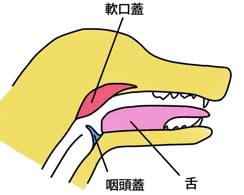 食道模式図