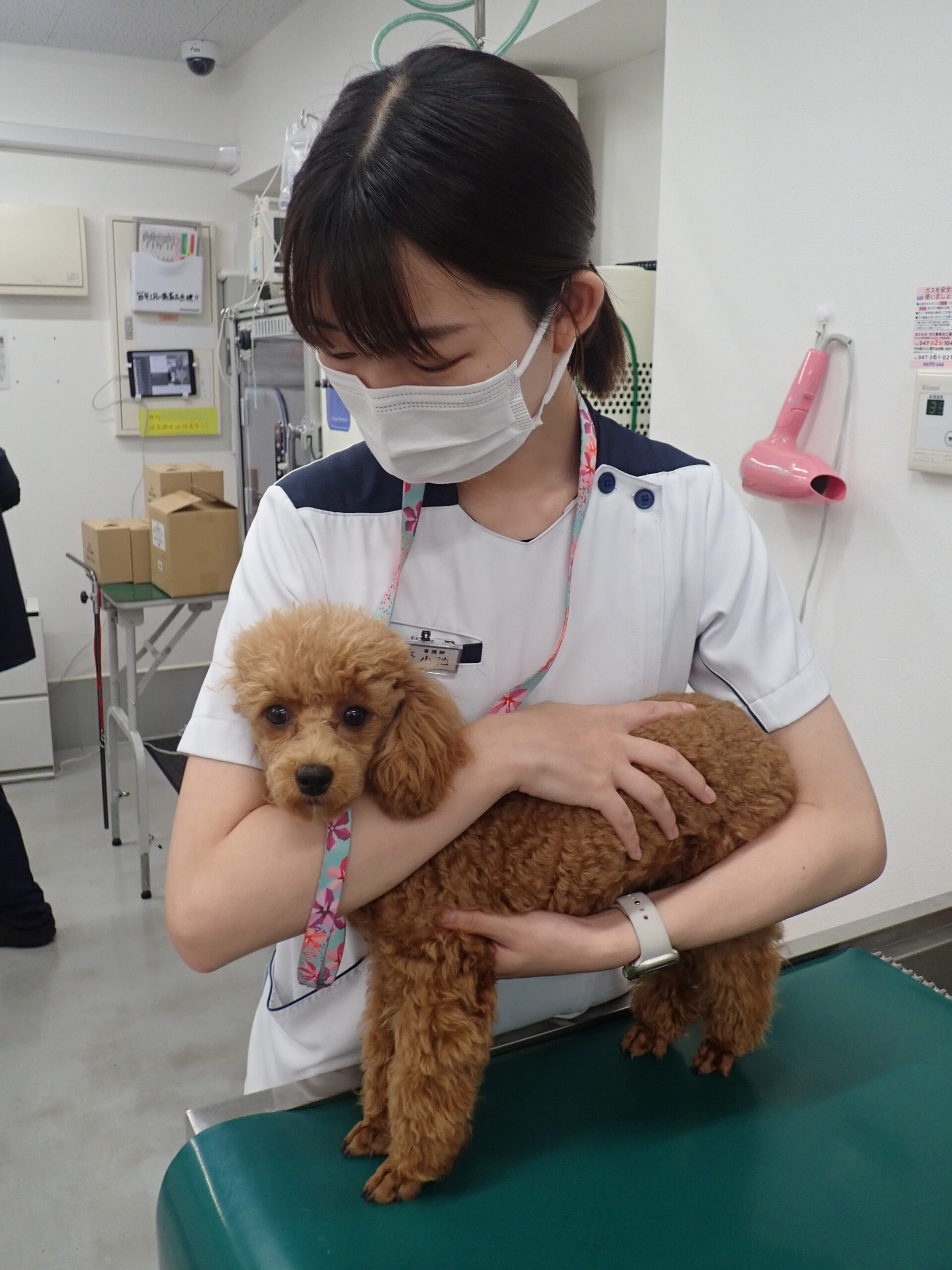 小池（愛玩動物看護師）