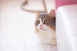 【獣医師監修】愛猫にワクチン接種は必要？猫の混合ワクチンについて解説します。