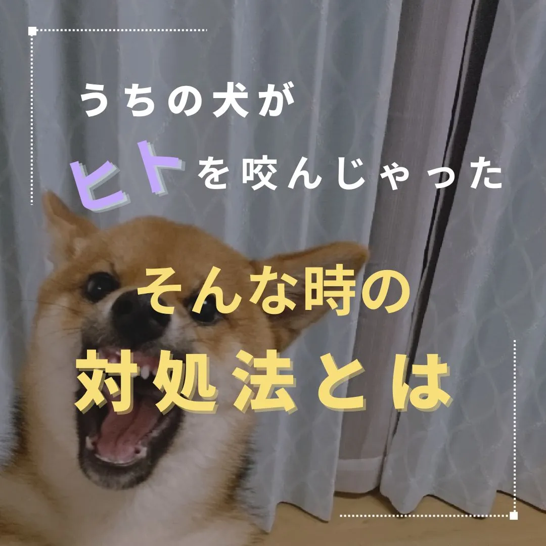 動物に関する情報発信中