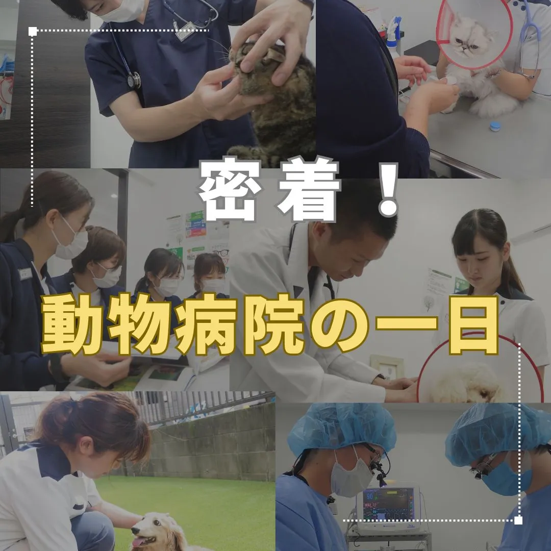 動物病院の裏側披露