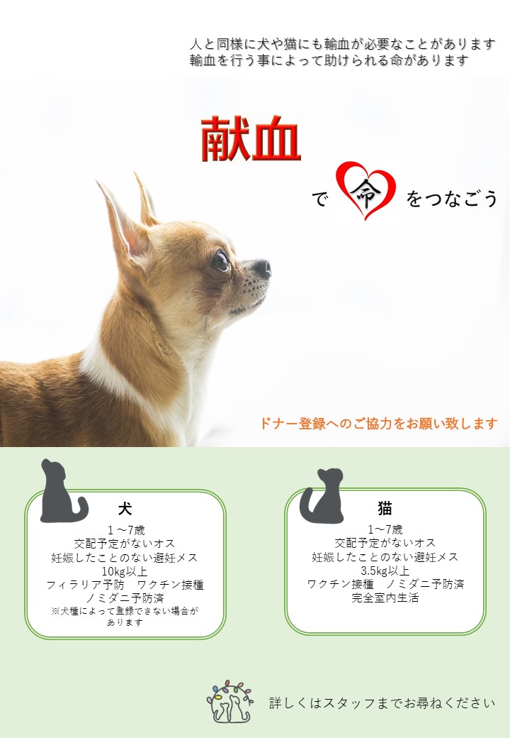 犬や猫の献血にご協力ください ～安全な献血を行うための当院の