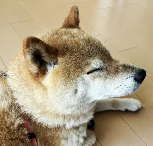 【獣医師監修】犬や猫の体が固まったり、ビクビクしている!けいれん発作とは？