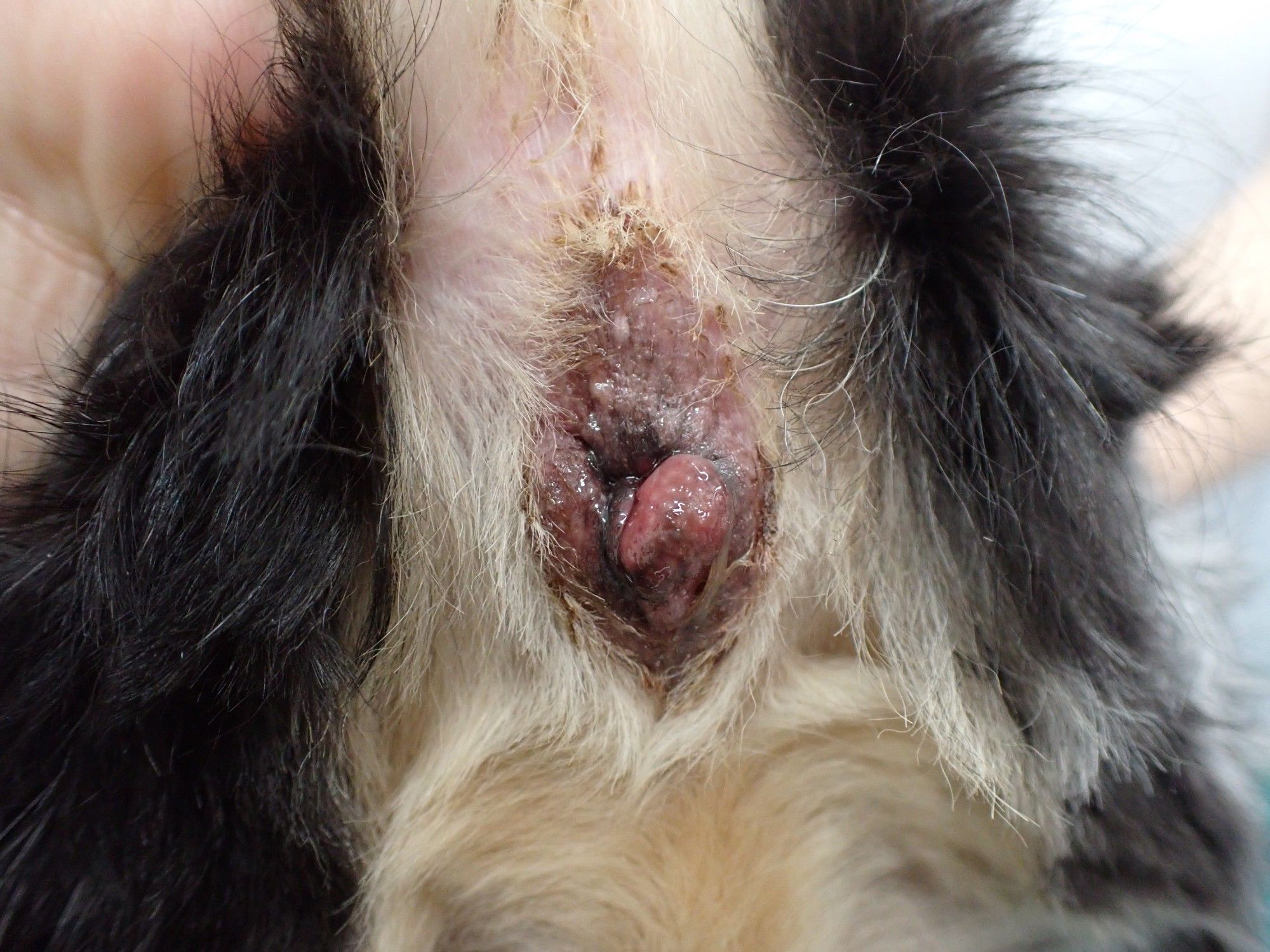 犬の肛門嚢アポクリン腺癌