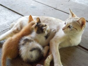 新しい命を迎える前に知っておきたい犬と猫の妊娠と出産　～妊娠編～