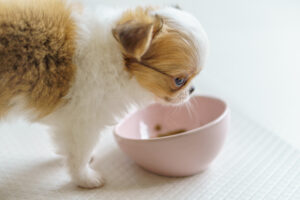 犬や猫のフードの切り替えはどうしたらいい？切り替え方法や注意点を解説します！