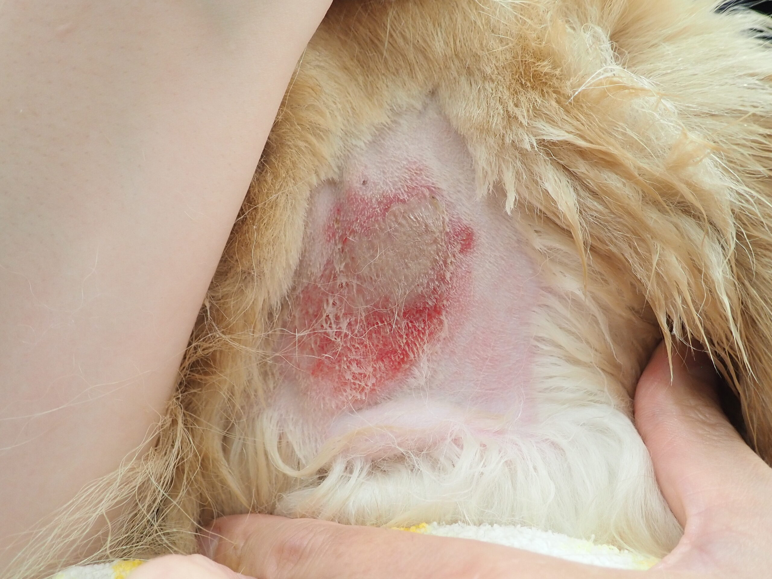 皮膚科認定医監修】犬や猫の皮膚の赤み「ホットスポット」について解説