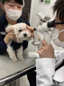 その目のSOS、見逃さないで！犬と猫の角膜潰瘍と緊急事態のサイン