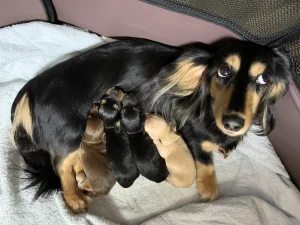 【初心者飼い主さん必見】犬や猫の避妊手術はいつまでにするべき？メリット・デメリットを獣医師が解説します