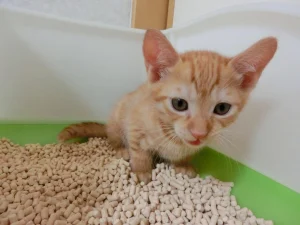 【動物病院が解説】病気予防にも重要！猫におすすめのトイレの種類や選び方を解説します